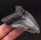 Polished Venice Megalodon Shark Tooth 2.95 1675