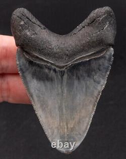 Polished Venice Megalodon Shark Tooth 2.95 1675