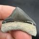 Posterior Megalodon Tooth Southwest Florida 1.29