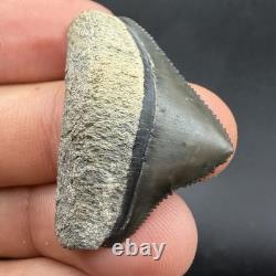 Posterior Megalodon Tooth Southwest Florida 1.29