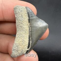 Posterior Megalodon Tooth Southwest Florida 1.29