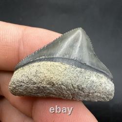 Posterior Megalodon Tooth Southwest Florida 1.29