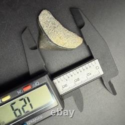 Posterior Megalodon Tooth Southwest Florida 1.29