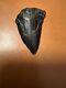 Prehistoric Petrified Megalodon Shark Tooth