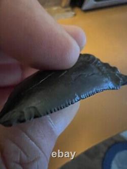 Prehistoric Petrified Megalodon Shark Tooth