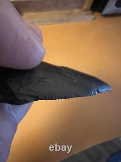 Prehistoric Petrified Megalodon Shark Tooth
