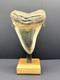Premium Megalodon Tooth Fossil North Carolina Ocean Tooth