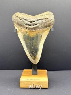 Premium Megalodon Tooth Fossil North Carolina Ocean Tooth