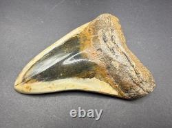 Premium Megalodon Tooth Fossil North Carolina Ocean Tooth