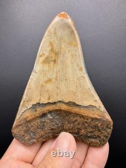 Premium Megalodon Tooth Fossil North Carolina Ocean Tooth