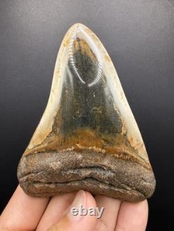 Premium Megalodon Tooth Fossil North Carolina Ocean Tooth