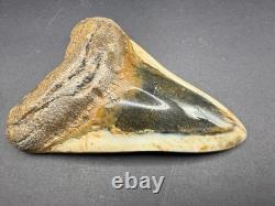 Premium Megalodon Tooth Fossil North Carolina Ocean Tooth