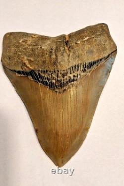 Preserved Megalodon Sharks Tooth, Measures 4.91 Inch, Good Enamel