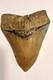 Preserved Megalodon Sharks Tooth, Measures 4.91 Inch, Good Enamel