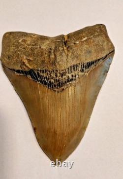 Preserved Megalodon Sharks Tooth, Measures 4.91 Inch, Good Enamel
