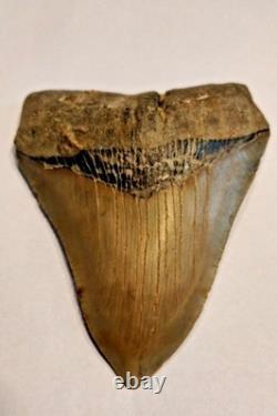 Preserved Megalodon Sharks Tooth, Measures 4.91 Inch, Good Enamel