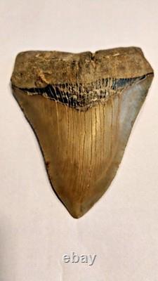 Preserved Megalodon Sharks Tooth, Measures 4.91 Inch, Good Enamel