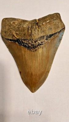 Preserved Megalodon Sharks Tooth, Measures 4.91 Inch, Good Enamel