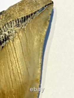 Preserved Megalodon Sharks Tooth, Measures 4.91 Inch, Good Enamel