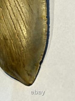 Preserved Megalodon Sharks Tooth, Measures 4.91 Inch, Good Enamel