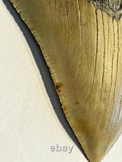 Preserved Megalodon Sharks Tooth, Measures 4.91 Inch, Good Enamel