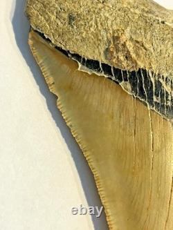 Preserved Megalodon Sharks Tooth, Measures 4.91 Inch, Good Enamel