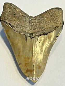 Preserved Megalodon Sharks Tooth, Measures 4.91 Inch, Good Enamel
