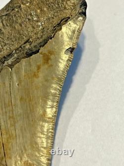 Preserved Megalodon Sharks Tooth, Measures 4.91 Inch, Good Enamel