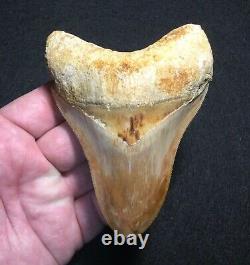 Pretty 4.51 x 3.27 Indonesian Megalodon Shark Tooth Fossil