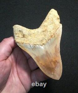 Pretty 4.51 x 3.27 Indonesian Megalodon Shark Tooth Fossil