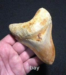 Pretty 4.51 x 3.27 Indonesian Megalodon Shark Tooth Fossil