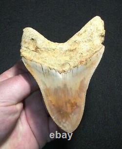 Pretty 4.51 x 3.27 Indonesian Megalodon Shark Tooth Fossil