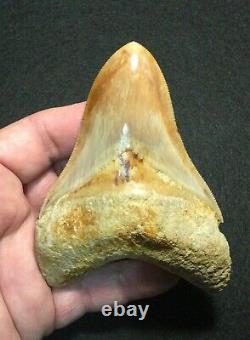 Pretty 4.51 x 3.27 Indonesian Megalodon Shark Tooth Fossil