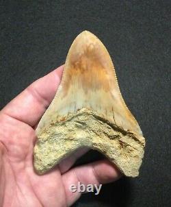 Pretty 4.51 x 3.27 Indonesian Megalodon Shark Tooth Fossil