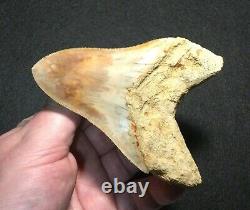 Pretty 4.51 x 3.27 Indonesian Megalodon Shark Tooth Fossil