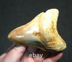 Pretty 4.51 x 3.27 Indonesian Megalodon Shark Tooth Fossil