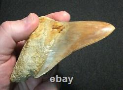 Pretty 4.51 x 3.27 Indonesian Megalodon Shark Tooth Fossil