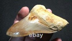 Pretty 4.51 x 3.27 Indonesian Megalodon Shark Tooth Fossil