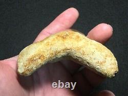 Pretty 4.51 x 3.27 Indonesian Megalodon Shark Tooth Fossil