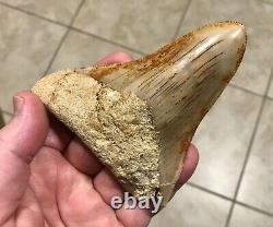 Pretty 4.54 x 3.77 Indonesian Megalodon Shark Tooth Fossil SEE ALL PICS