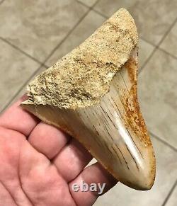 Pretty 4.54 x 3.77 Indonesian Megalodon Shark Tooth Fossil SEE ALL PICS