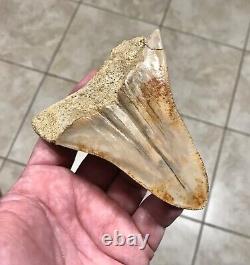 Pretty 4.54 x 3.77 Indonesian Megalodon Shark Tooth Fossil SEE ALL PICS