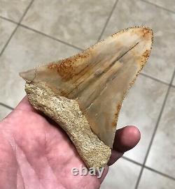 Pretty 4.54 x 3.77 Indonesian Megalodon Shark Tooth Fossil SEE ALL PICS