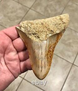 Pretty 4.54 x 3.77 Indonesian Megalodon Shark Tooth Fossil SEE ALL PICS