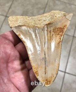 Pretty 4.54 x 3.77 Indonesian Megalodon Shark Tooth Fossil SEE ALL PICS