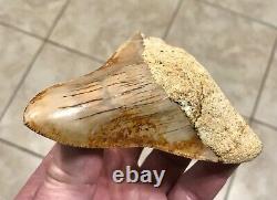 Pretty 4.54 x 3.77 Indonesian Megalodon Shark Tooth Fossil SEE ALL PICS