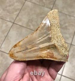 Pretty 4.54 x 3.77 Indonesian Megalodon Shark Tooth Fossil SEE ALL PICS