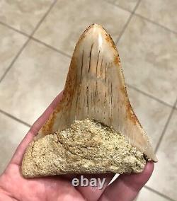 Pretty 4.54 x 3.77 Indonesian Megalodon Shark Tooth Fossil SEE ALL PICS