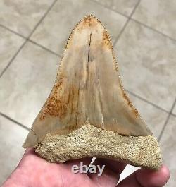 Pretty 4.54 x 3.77 Indonesian Megalodon Shark Tooth Fossil SEE ALL PICS