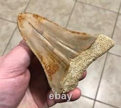 Pretty 4.54 x 3.77 Indonesian Megalodon Shark Tooth Fossil SEE ALL PICS